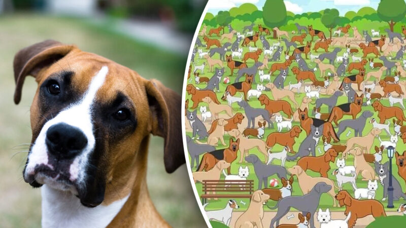 Questo puzzle ti lascerà a bocca aperta: solo un genio può trovare il cucciolo in 11 secondi