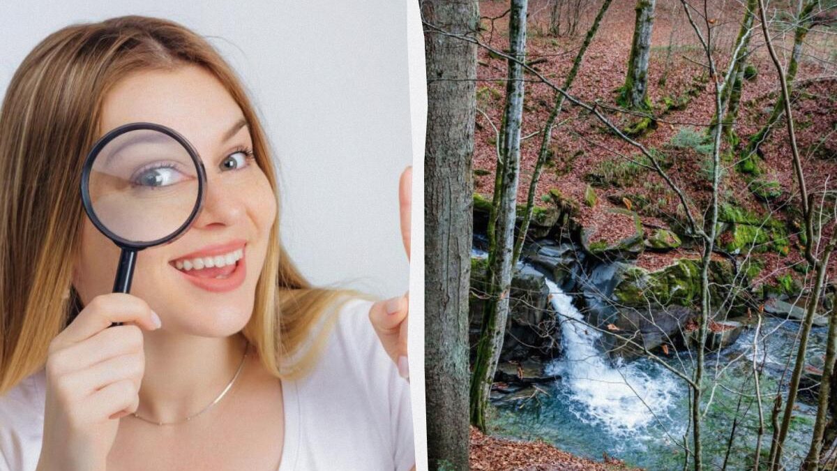 Se riesci a trovare uno scoiattolo nella foresta in 9 secondi, sei nell'1%: splendida illusione ottica