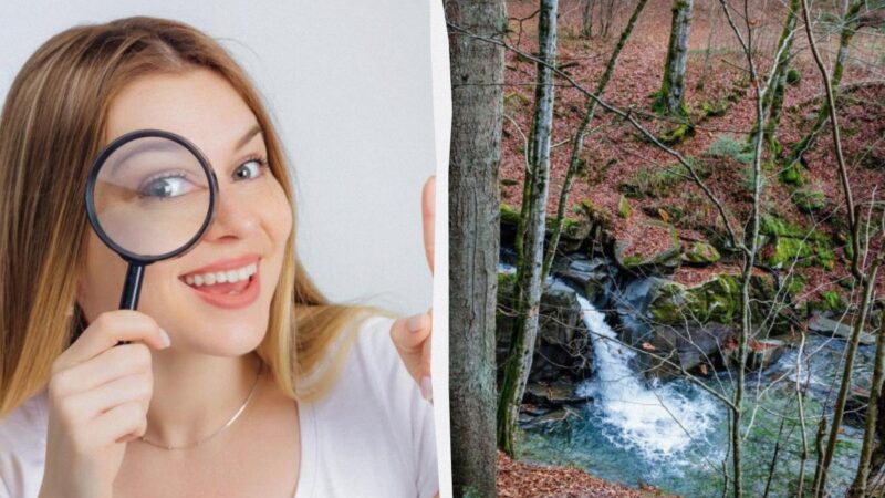 Se riesci a trovare uno scoiattolo nella foresta in 9 secondi, sei nell'1%: splendida illusione ottica
