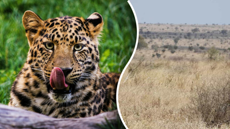 Solo chi ha un “occhio da cacciatore” può avvistare i leopardi: un mistero che solo un genio può risolvere