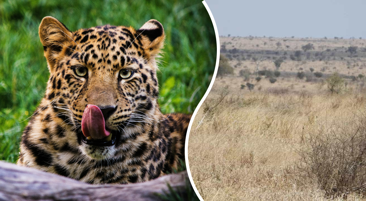 Solo chi ha un “occhio da cacciatore” può avvistare i leopardi: un mistero che solo un genio può risolvere