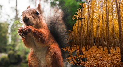 Găsește soluția: Gă puzzles și enigme captivante