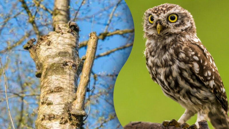 Solo i più attenti riescono ad individuare il gufo in 7 secondi: complessa illusione ottica