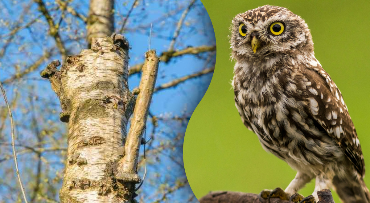 Solo i più attenti riescono ad individuare il gufo in 7 secondi: complessa illusione ottica