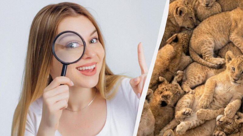 Solo il 3% delle persone riesce a distinguere un gatto da un leone in 10 secondi: una straordinaria illusione ottica
