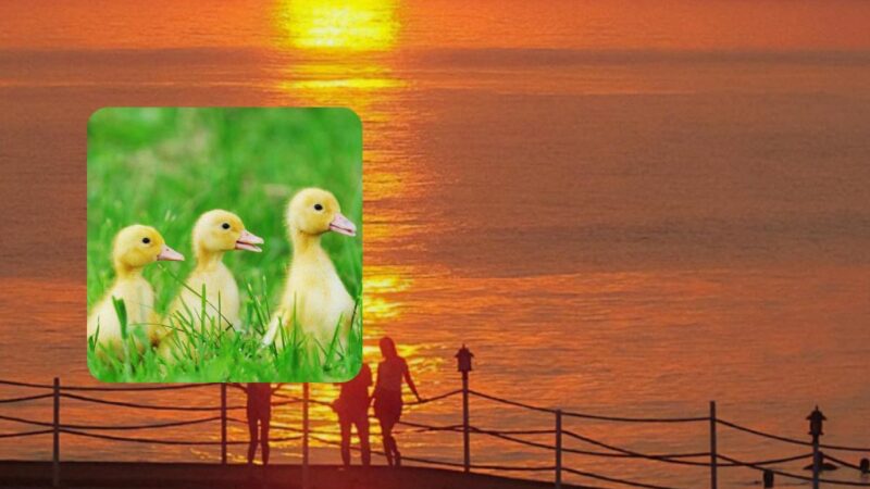 Solo l’1% delle persone molto intelligenti riesce a riconoscere un’anatra in una foto: è un enigma curioso