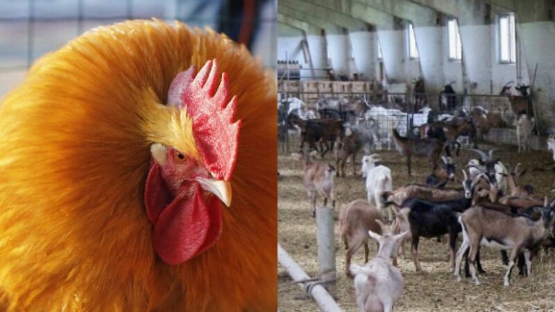 Solo l'1% delle persone troverà un gallo irrequieto tra le capre entro 10 secondi: un puzzle interessante