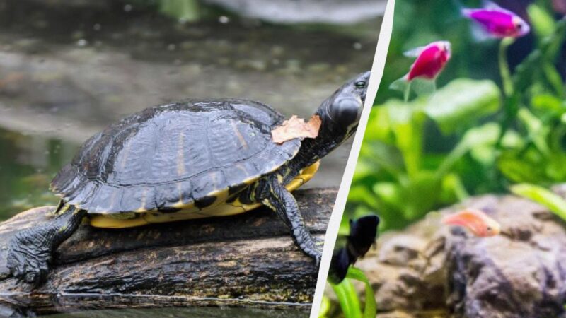 Solo l'1% delle persone troverà una tartaruga in un acquario in 11 secondi: un puzzle unico