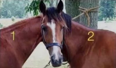 Găsește soluția: Gă puzzles și enigme captivante