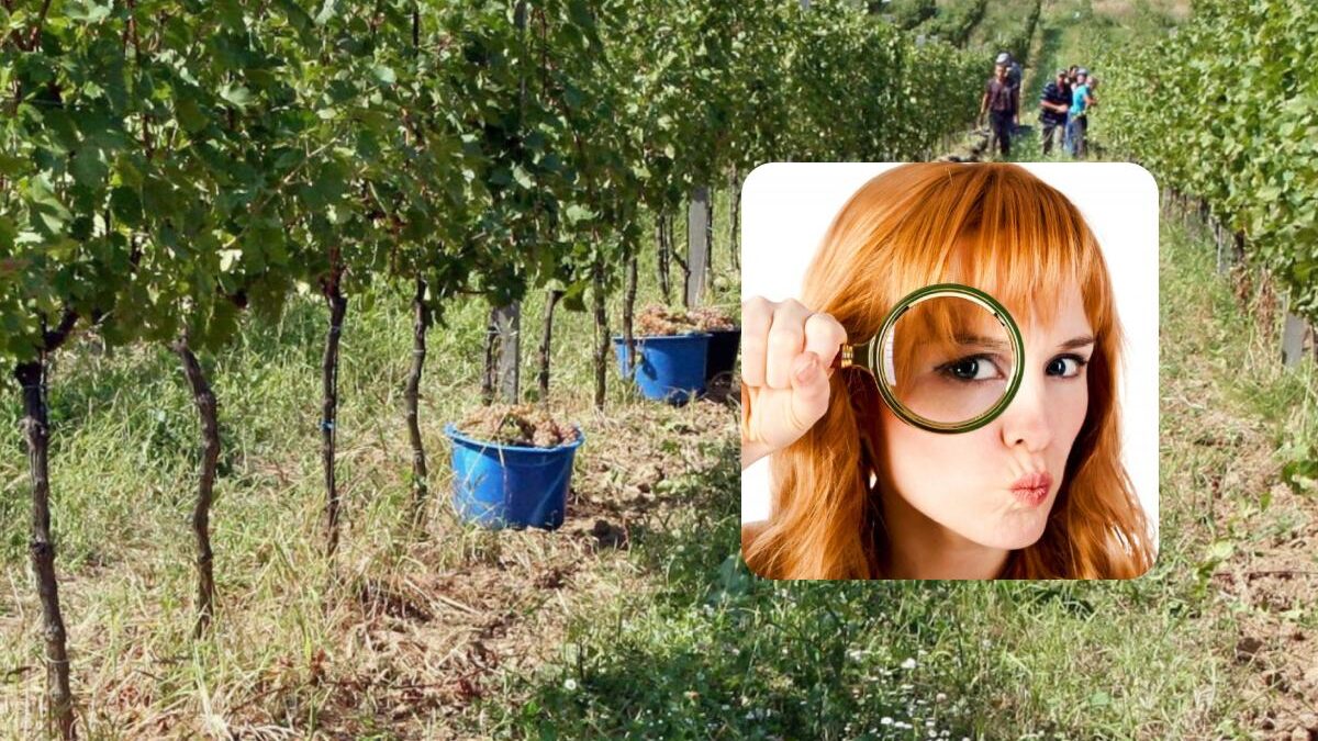 Solo le persone con un QI elevato possono trovare una papera in 5 secondi: un divertente puzzle game