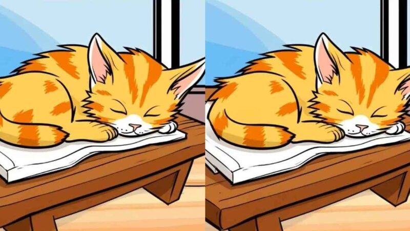 Solo le persone più attente riescono a trovare 3 differenze nella foto di un gatto in 12 secondi: un puzzle impegnativo