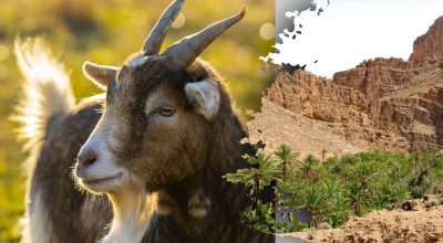 Găsește soluția: Gă puzzles și enigme captivante