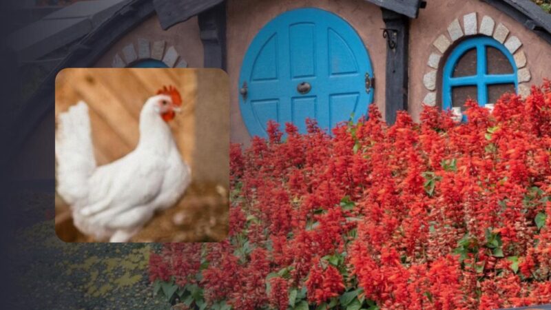 Solo qualcuno dotato di un'intelligenza straordinaria potrebbe trovare il pollo nella foto: un puzzle sorprendentemente difficile