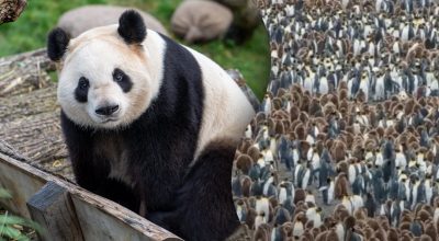 Găsește soluția: Gă puzzles și enigme captivante