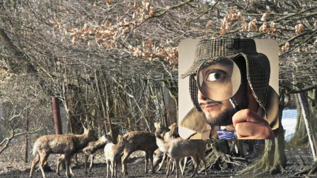 Solo un "uomo forte" con un QI paragonabile può trovare il corvo in 8 secondi: un puzzle molto difficile