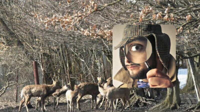 Solo un "uomo forte" con un QI paragonabile può trovare il corvo in 8 secondi: un puzzle molto difficile