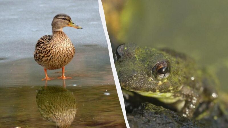 Solo una persona reale può trovare la rana pigra in 5 secondi: un puzzle game "trappola".