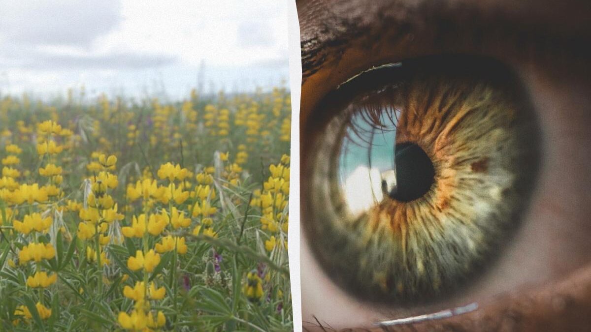 Trappola puzzle: trova la farfalla nel lupino in 11 secondi