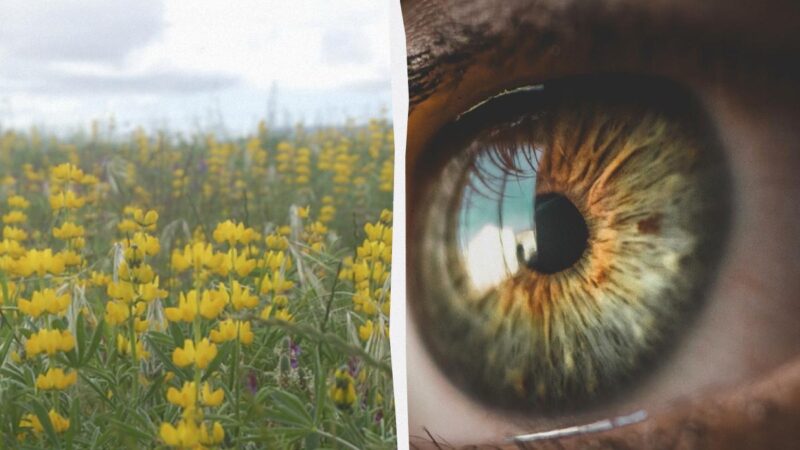 Trappola puzzle: trova la farfalla nel lupino in 11 secondi