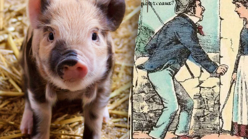 Trova i tre porcellini nell'immagine in 6 secondi: un puzzle per gli occhi più attenti