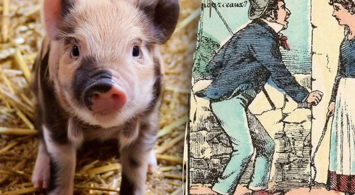 Trova i tre porcellini nell'immagine in 6 secondi: un puzzle per gli occhi più attenti