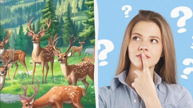 Trova il passerotto tra le renne in 6 secondi: un puzzle game magico