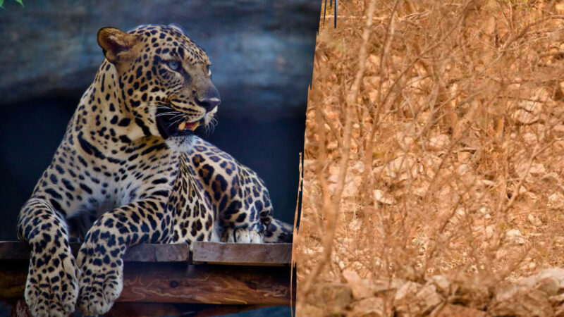 Trova un leopardo nella foresta in 4 secondi: risolvi il vero mistero di "Sherlock Holmes".