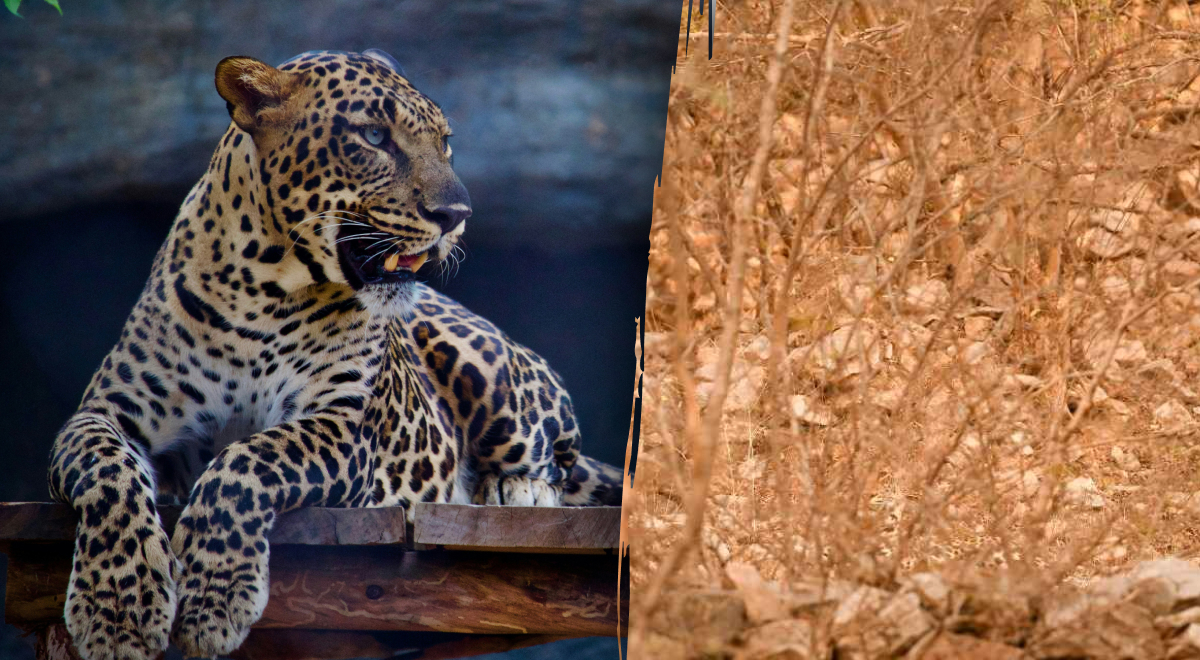 Trova un leopardo nella foresta in 4 secondi: risolvi il vero mistero di "Sherlock Holmes".