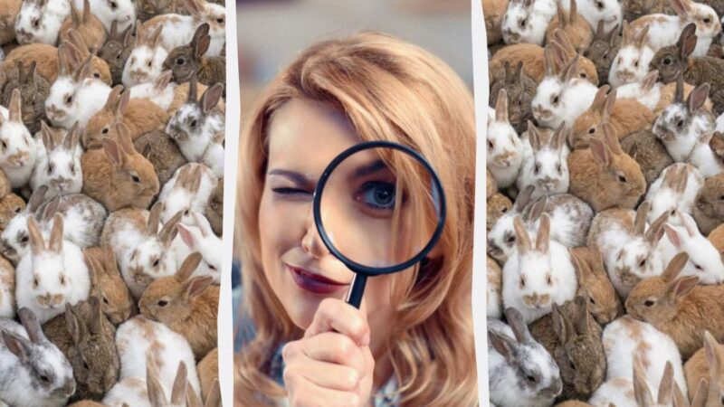 Tutti vedono i conigli, ma tu devi trovare 3 gatti in 12 secondi: una straordinaria illusione ottica