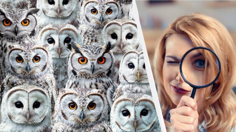 Tutti vedono il gufo, solo il 2% degli attenti individuerà lo sconosciuto: un puzzle game avvincente