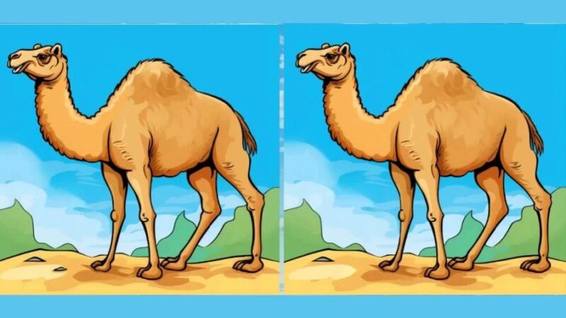 Un enigma per pochi: solo pochi riescono a risolvere i segreti di questi cammelli in 15 secondi