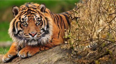 Găsește soluția: Gă puzzles și enigme captivante