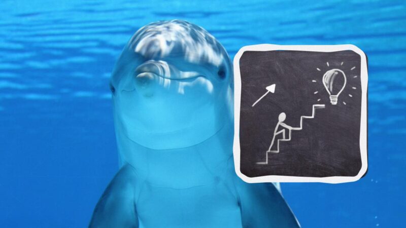 Un genio dalla vista d'aquila può avvistare un delfino sulla spiaggia in 6 secondi: un enigma per l'osservatore