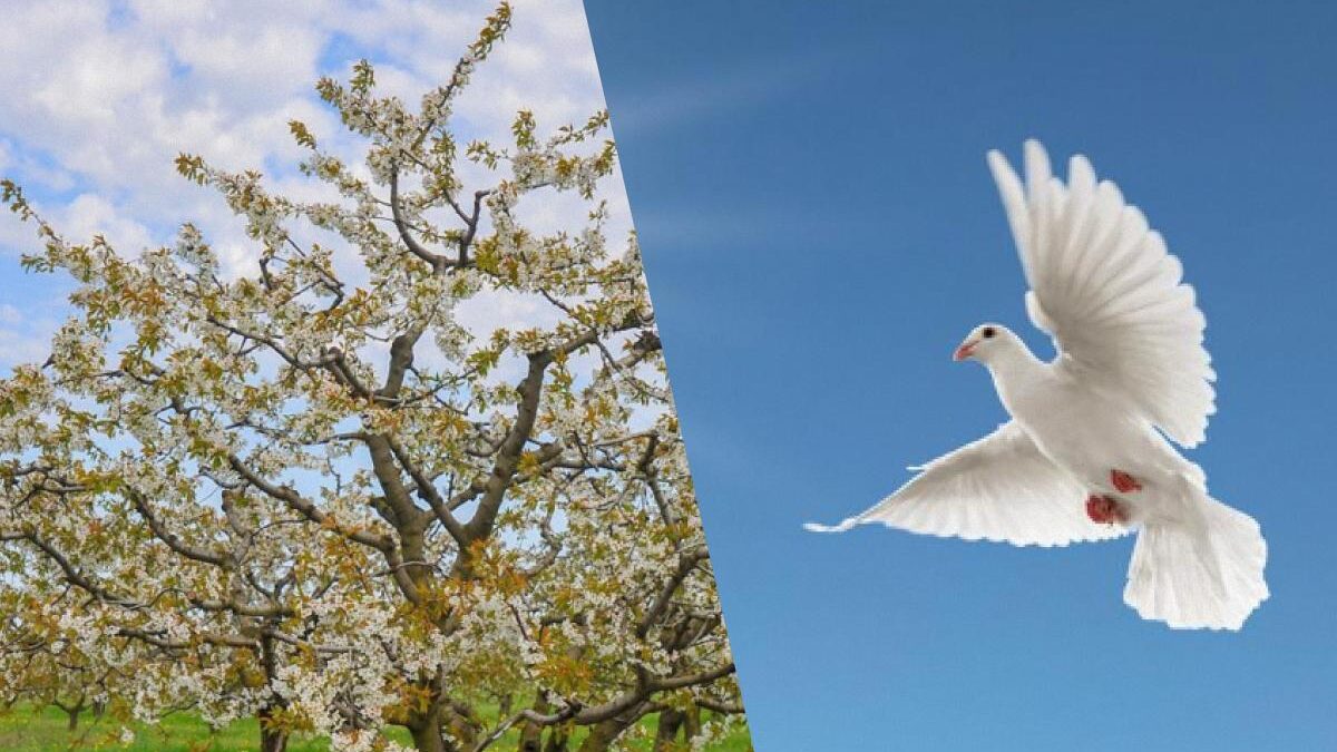 Un uomo con un QI unico trova un piccione in 10 secondi: un puzzle pensato per piccioni speciali