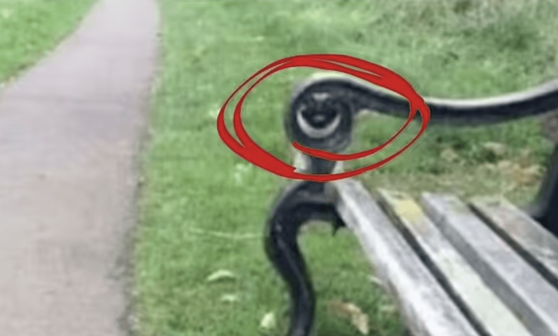 Qui è dove si nascondono i cani/Foto scattata da TikTok/edaiibuggout1