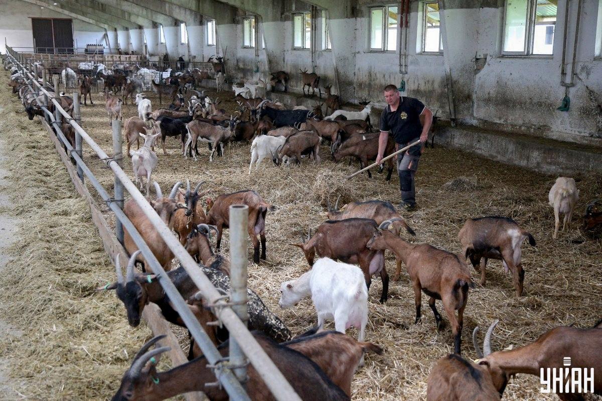 Trova per tempo il gallo irrequieto nel collage di foto Moje