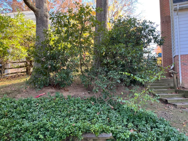 Illusione ottica super complessa: solo un vero detective potrebbe trovare un cane in 10 secondi